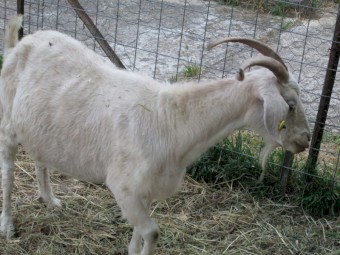 Breeding Goat Doe. of 3 to 4 years of age.  Good mother.   Victorian seller.  