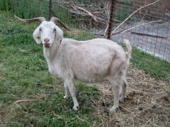 Breeding Goat Doe. of 3 to 4 years of age.  Good mother.   Victorian seller.  