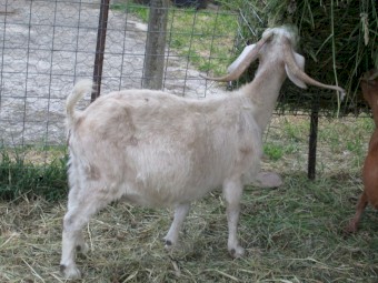 Breeding Goat Doe. of 3 to 4 years of age.  Good mother.   Victorian seller.  