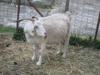 Breeding Goat Doe. of 3 to 4 years of age.  Good mother.   Victorian seller.  