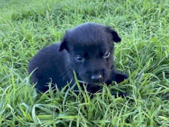 Kelpie Pup 