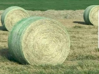 30 x Lucerne Hay 5X4 Rolls FOR SALE 