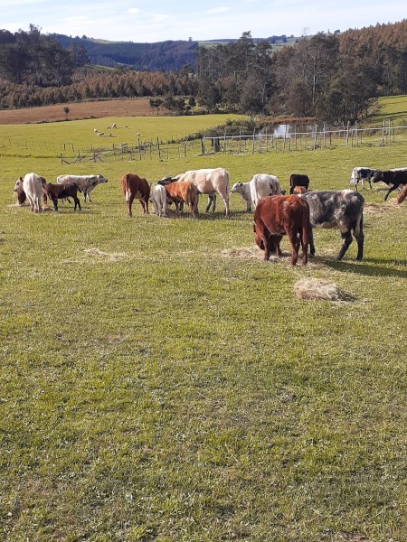 URGENT 25 Speckle park x Hereford and Angus 