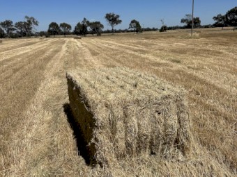 WHEAT & RYE GRASS HAY