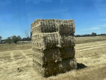 WHEAT & RYE GRASS HAY