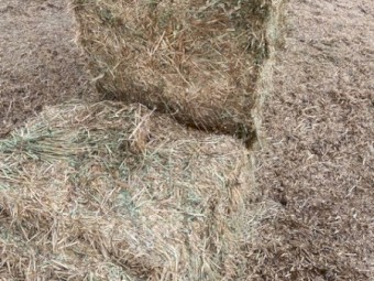 120mt Oaten & Clover Hay 600-650kg 8X4X3 Bales