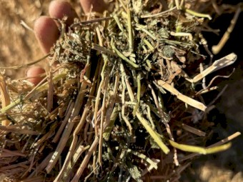 200mt Vetch Hay 8x4x3 Bales