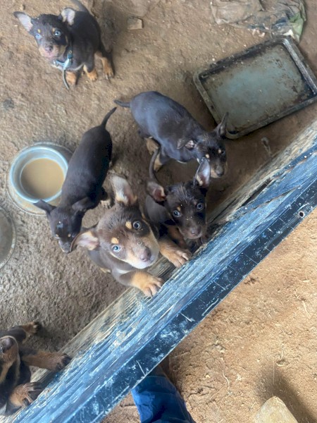 Kelpie Pups x 5