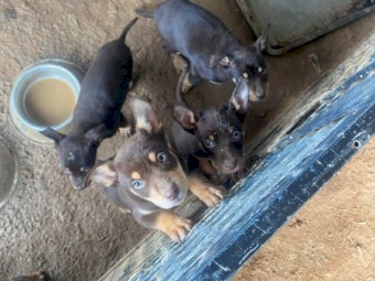 Kelpie Pups x 5
