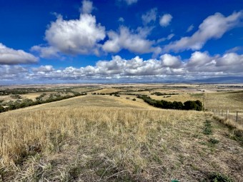 Sheep grazing agistment available from SEPTEMBER 2025