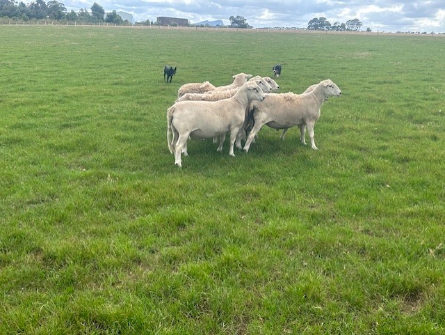 Shedding Rams (Nudie)