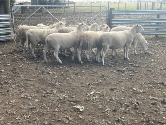 Shedding Rams (Nudie)