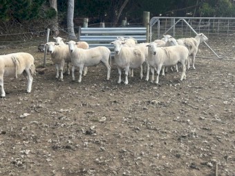 Shedding Rams (Nudie)