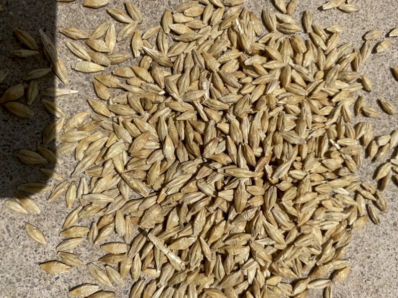 50mt Barley