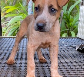 Stumpy tail Cattle dog x Bullmastiff 