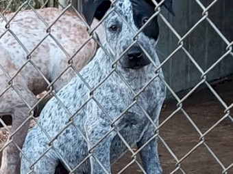 Stumpy tail Cattle dog x Bullmastiff 