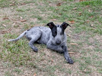 Stumpy tail Cattle dog x Bullmastiff 