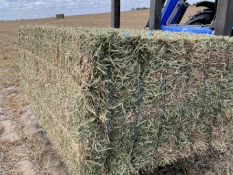 100mt Vetch Hay 650kg 8x4x3 Bales