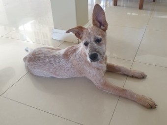 Red Cattle Dog 16 weeks old Pup