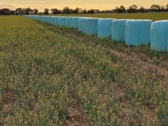 200 x Canola Silage 480-500kg Round Bales