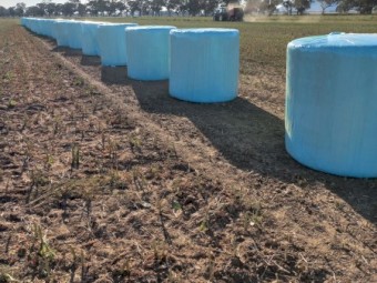 200 x Canola Silage 480-500kg Round Bales