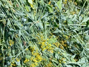 200 x Canola Silage 480-500kg Round Bales