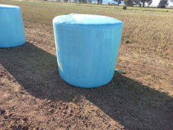 200 x Canola Silage 480-500kg Round Bales