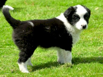 Short haired border outlet collie for sale