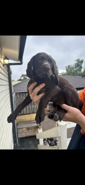 German Short hair Pointer puppies