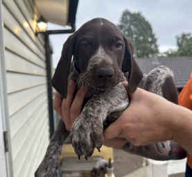 German Short hair Pointer puppies