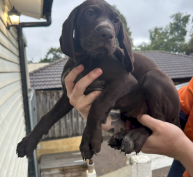 German Short hair Pointer puppies
