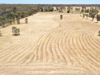 Organic native grass hay.