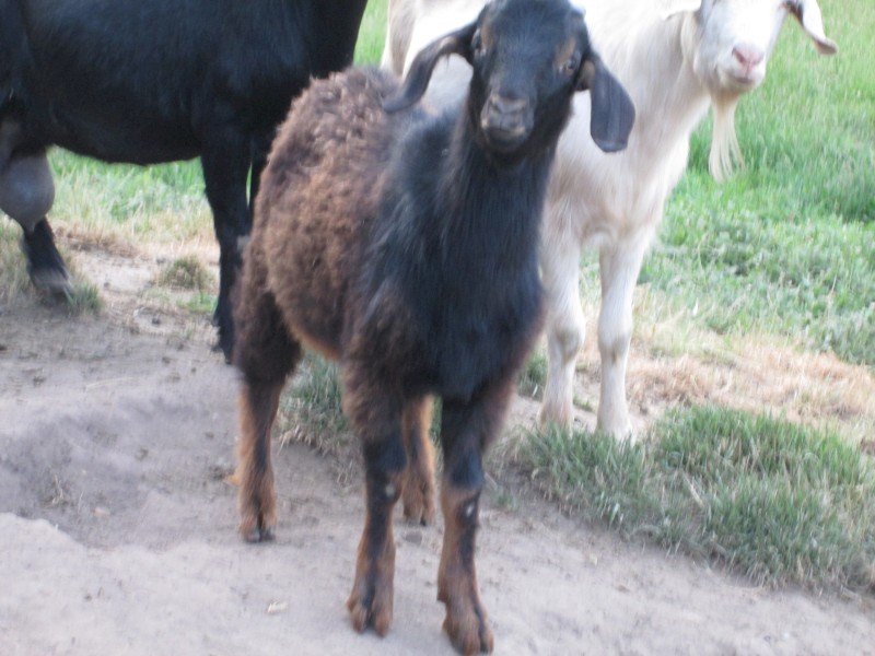 Young Male Miniature Cross Goat Black with brown sheen.  One year old.  