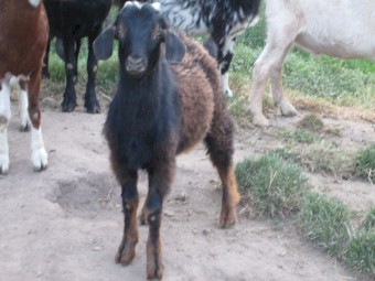 Young Male Miniature Cross Goat Black with brown sheen.  One year old.  