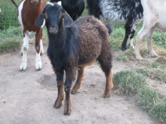 Young Male Miniature Cross Goat Black with brown sheen.  One year old.  