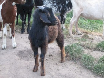 Young Male Miniature Cross Goat Black with brown sheen.  One year old.  