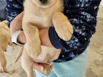 German Shepard X Labrador Pups x 6
