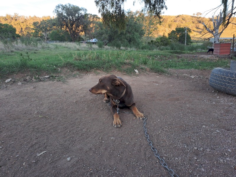 Kelpie Working Dog