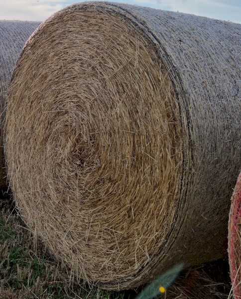 Canola & Rye Grass Hay 280kg 5x4 Rolls