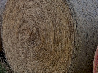 Canola & Rye Grass Hay 280kg 5x4 Rolls