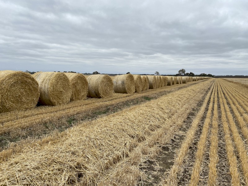 400 x Barley Straw 5x4 Rolls