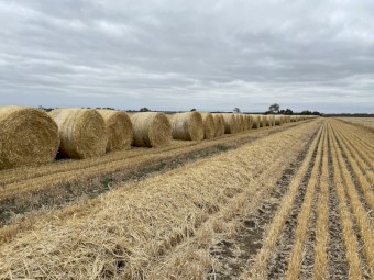 400 x Barley Straw 5x4 Rolls