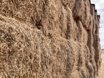100mt Vetch Hay 8x4x3 Bales