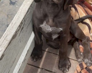 German Short hair Pointer puppies