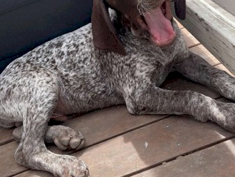 German Short hair Pointer puppies