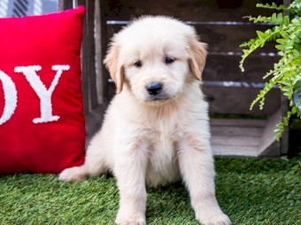 Golden Retriever Puppies