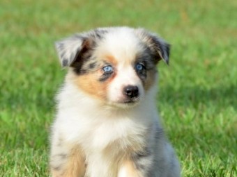 Gorgeous Pure Australian Shepherd Puppies