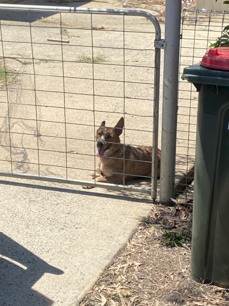 Purebred Red Heeler for Sale
