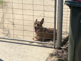 Purebred Red Heeler for Sale