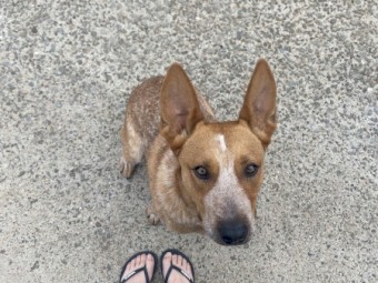 Purebred Red Heeler for Sale